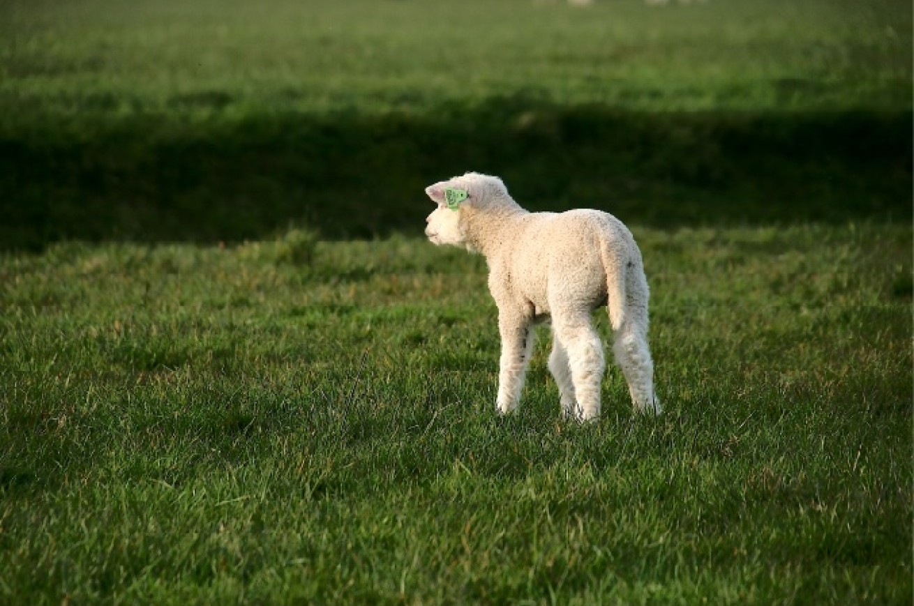 Lammetje in het gras