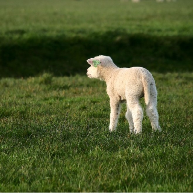 Lammetje in het gras