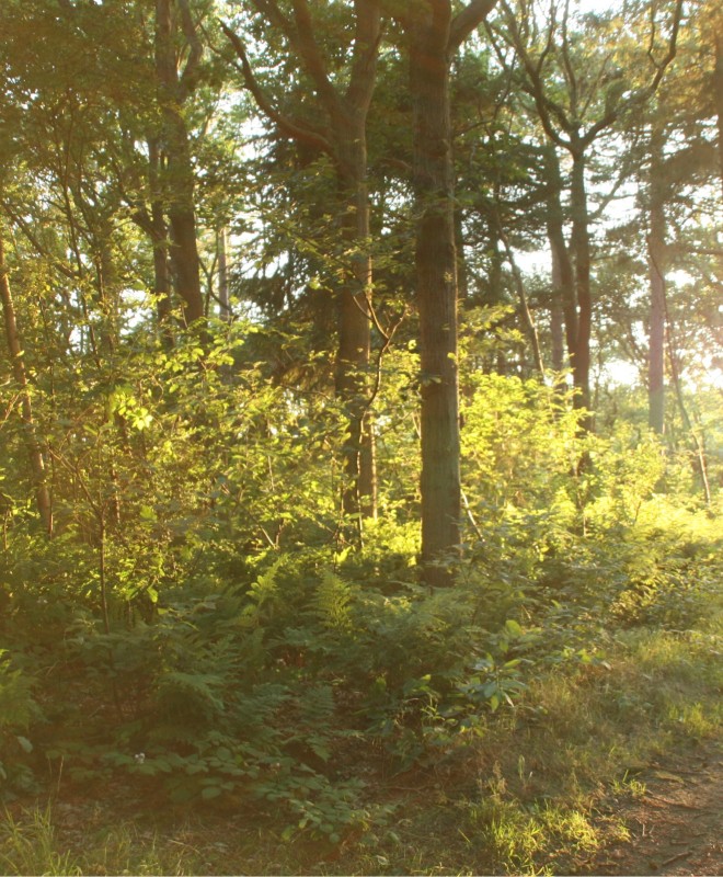 Zonlicht valt door de bomen op een bospad