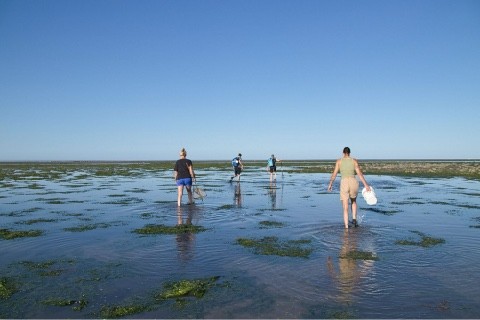 Wadlopers in het ondiepe water bij laagwater