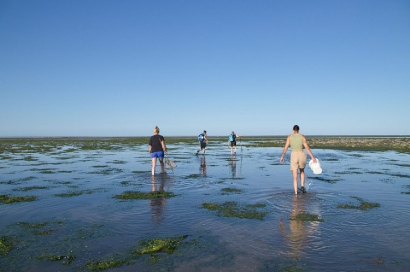 Wadlopers in het ondiepe water bij laagwater