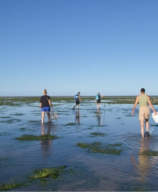 Wadlopers in het ondiepe water bij laagwater