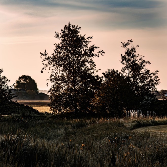 Silhouet van bomen bij zonsondergang