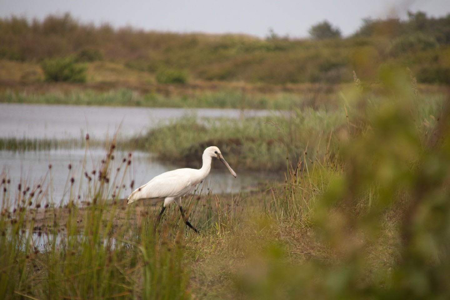 Lepelaar in het riet langs het water