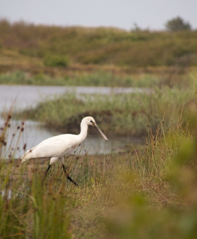 Lepelaar in het riet langs het water