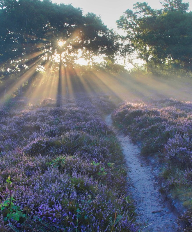 Zonnestralen door de bomen boven de bloeiende heide