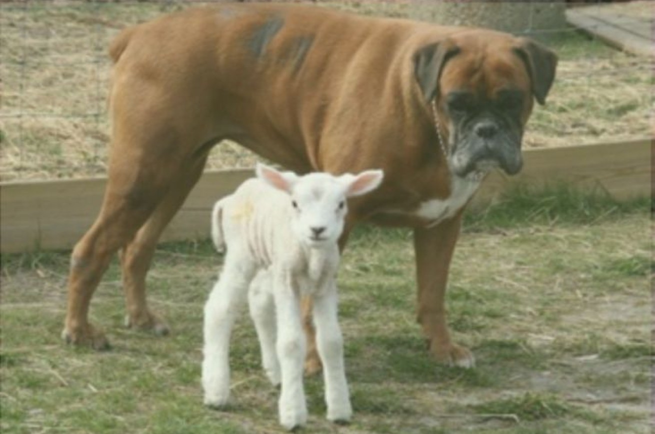 Met de hond naar Texel