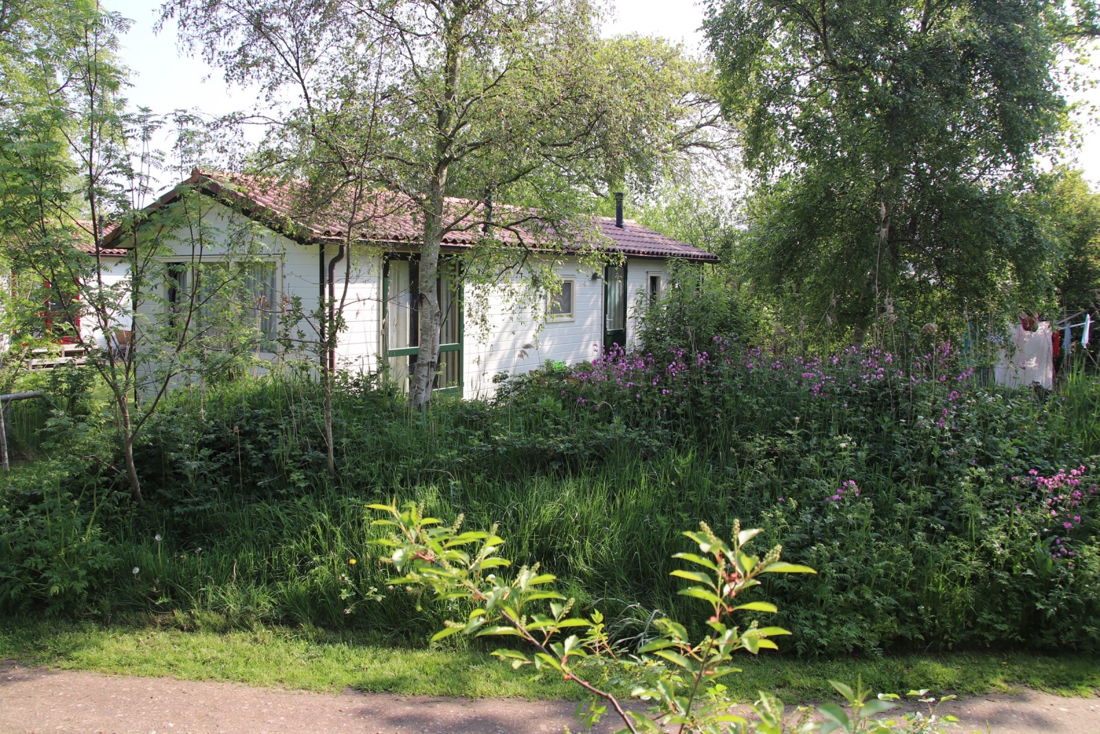 Wit chalet met groene kozijnen tussen berken