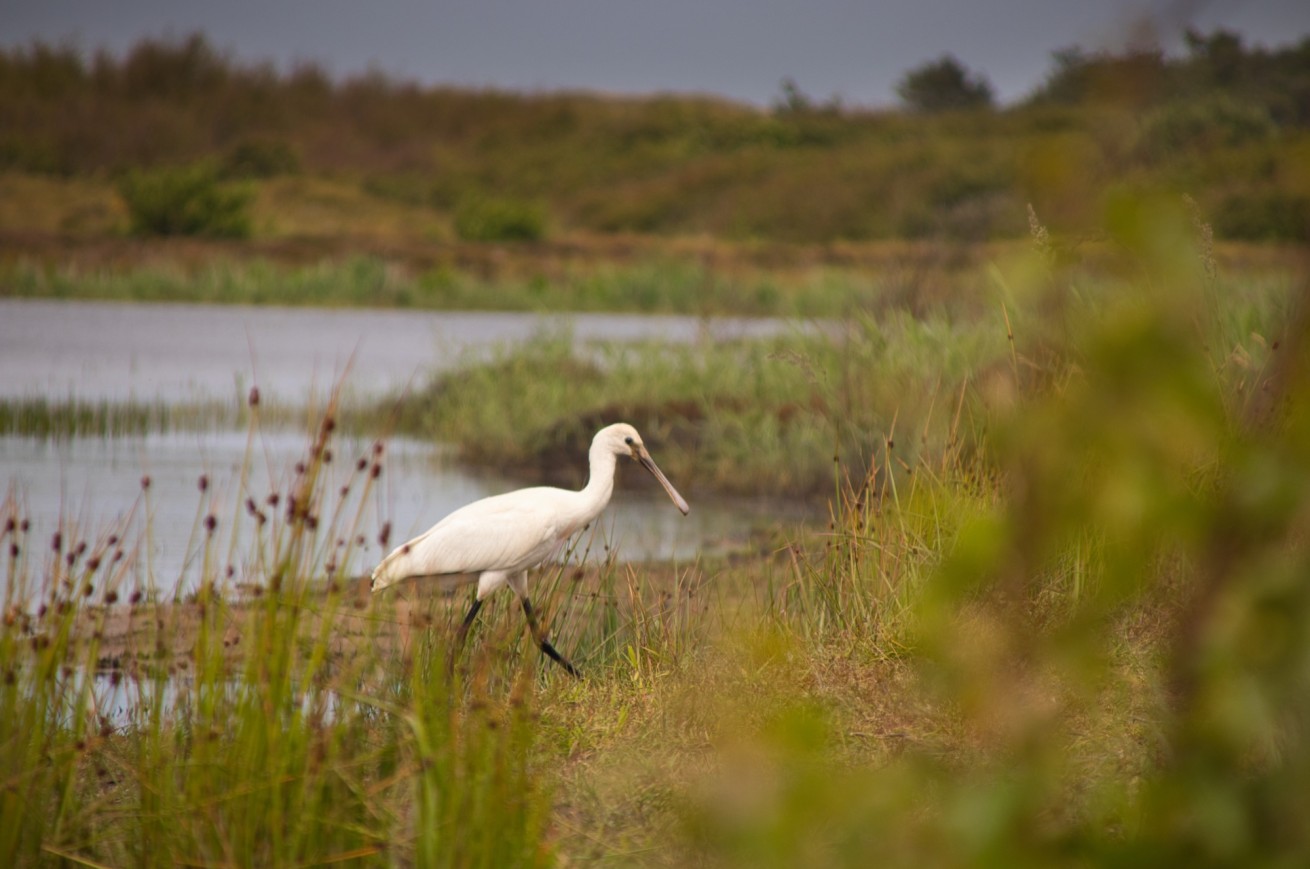 Lepelaar in de duinbeek bij de Bremakker