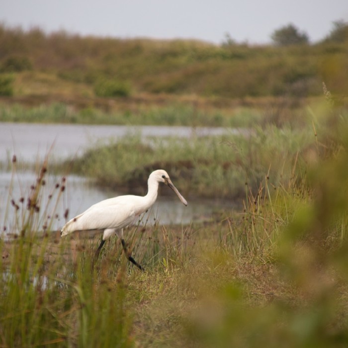 Lepelaar in het riet langs het water