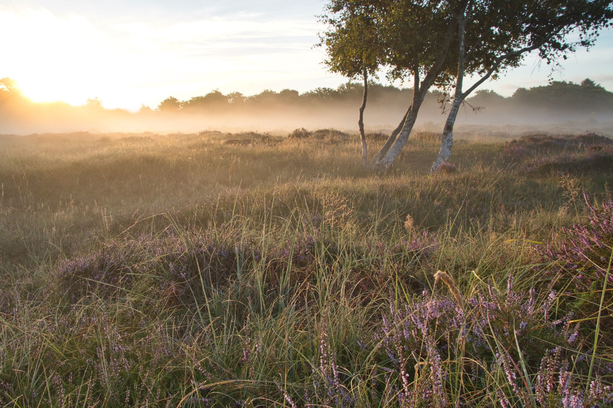 Heide met berken in de ochtendmist bij zonsopkomst