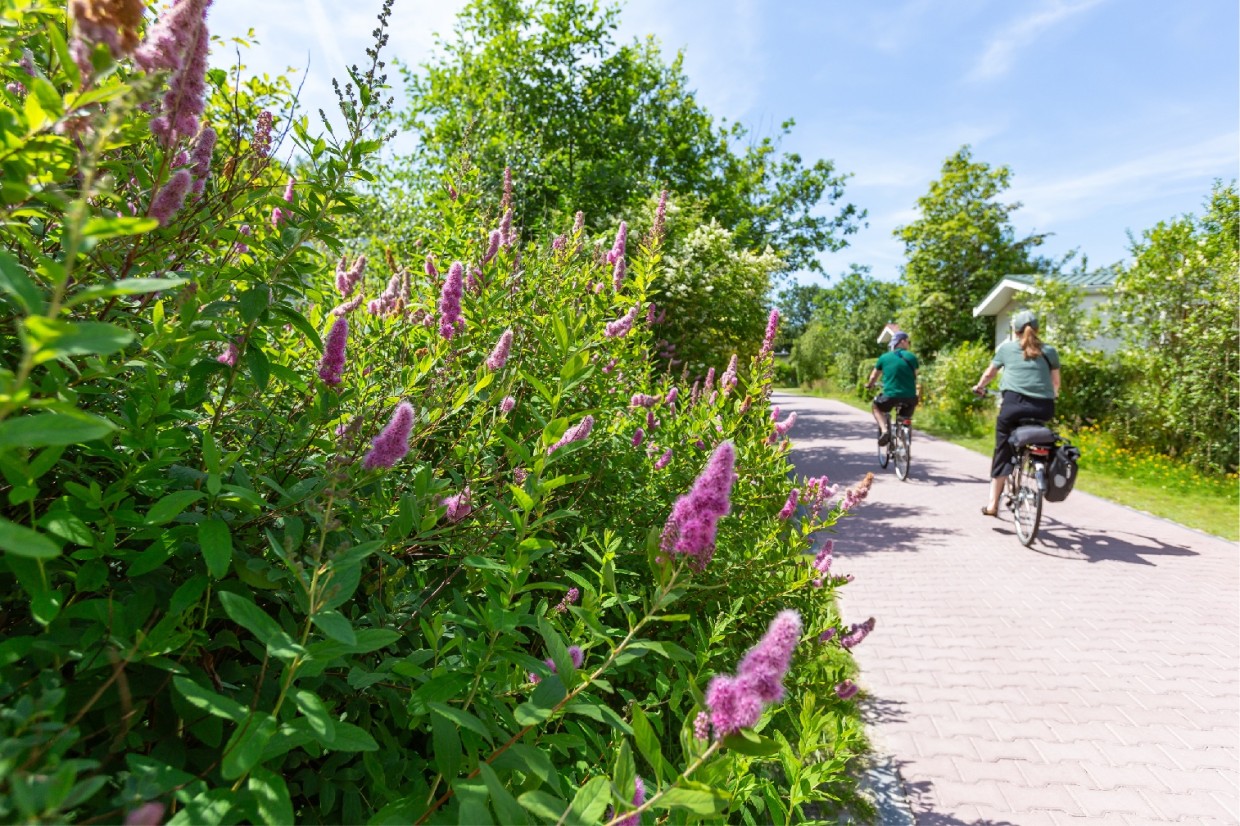 Twee fietsers op een klinkerpad langs bloeiende struiken