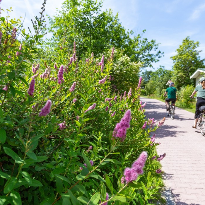 Twee fietsers op een klinkerpad langs bloeiende struiken