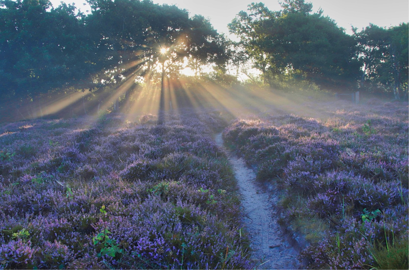 Zonnestralen door de bomen boven de bloeiende heide