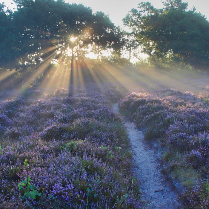 Zonnestralen door de bomen boven de bloeiende heide