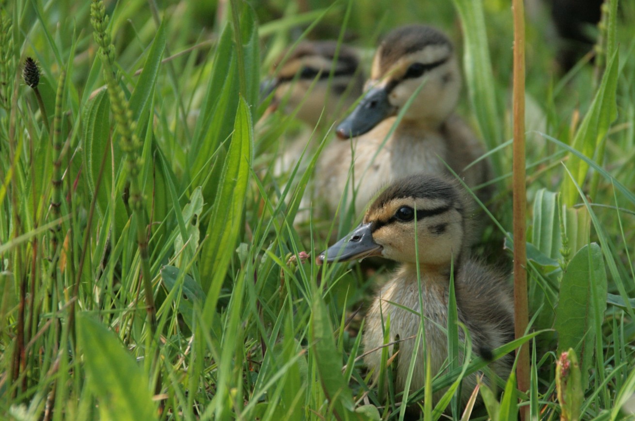 Jonge eendjes in het riet