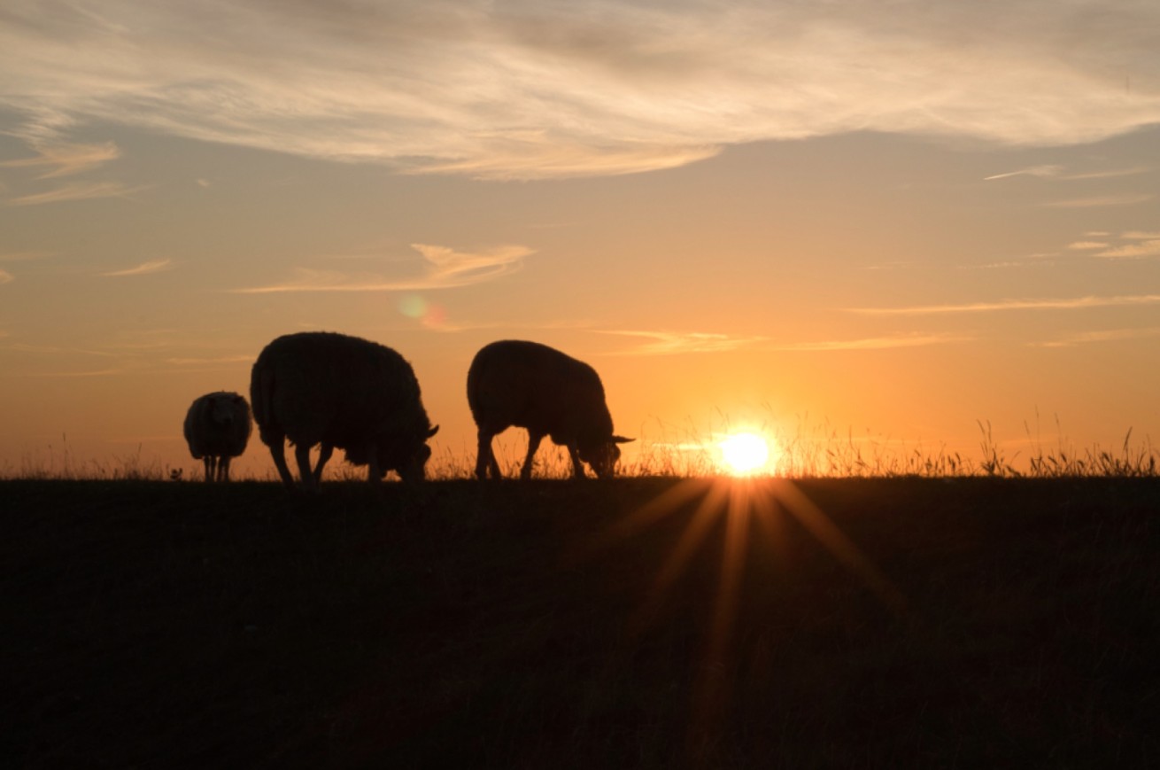 Schapen bij zonsondergang op Texel
