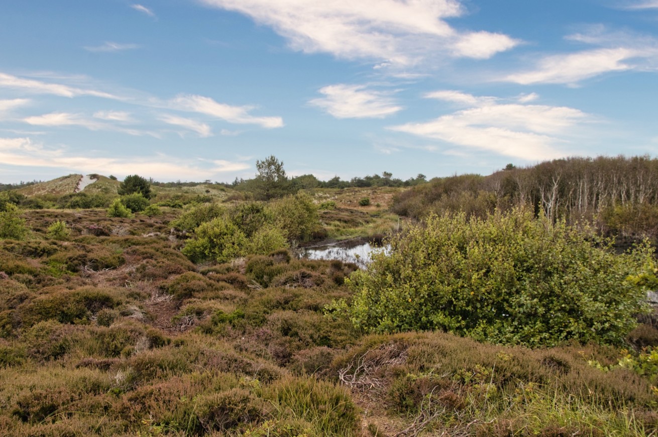 Heide en duinbeek naast het park